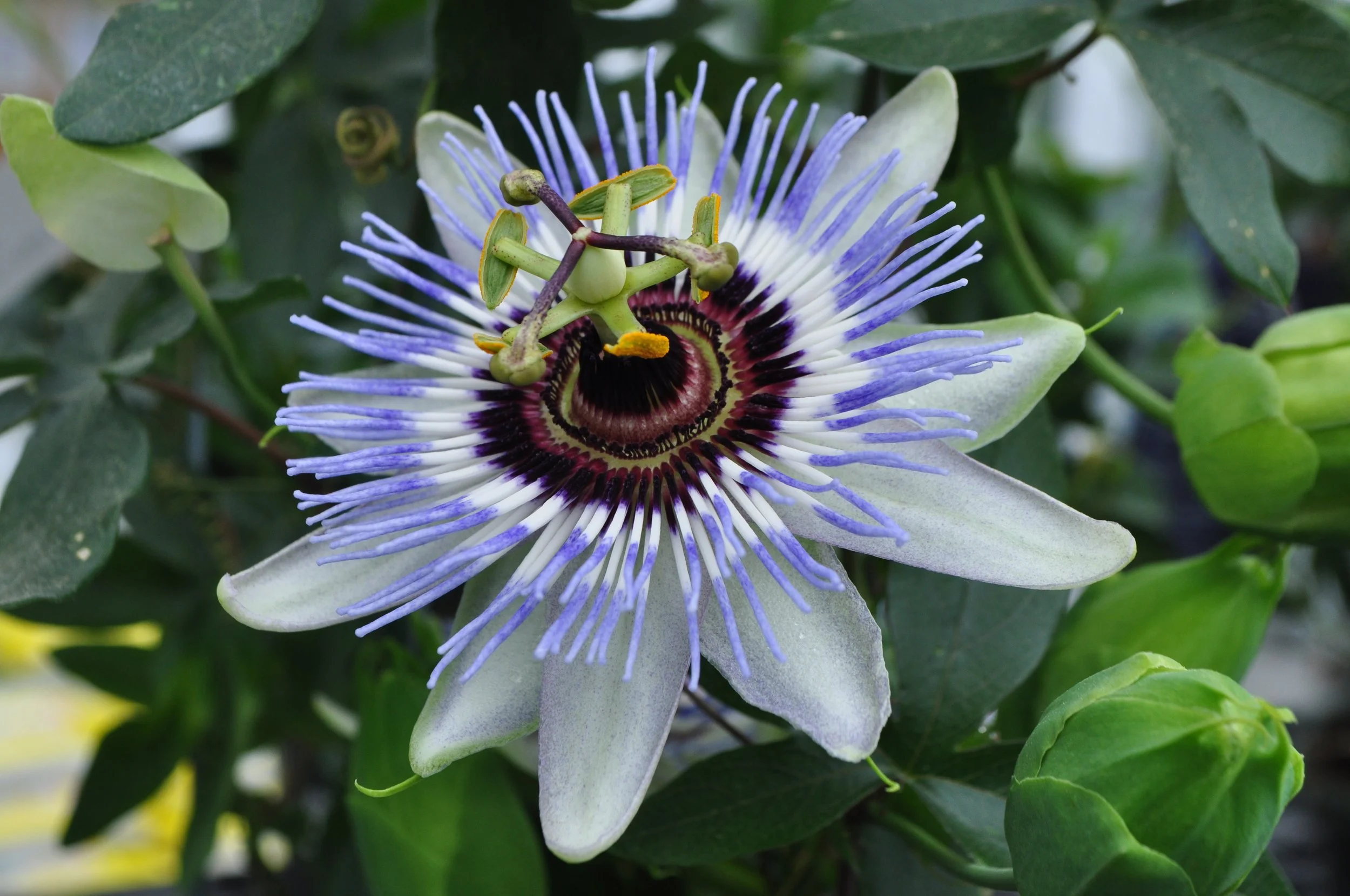 Gallery 1 — Northland Farm & Garden Center